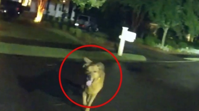 dog